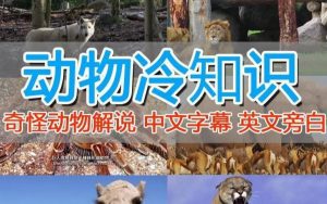 外面卖1699的国外纪录片解说(动物解说、美食、动画片)稳过中视频-副业吧